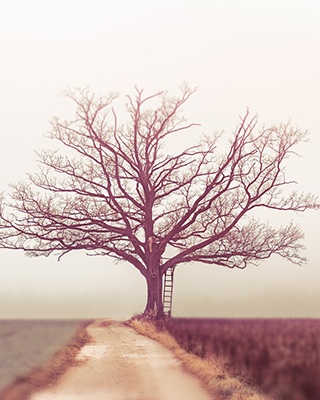 A tree is shown. This reflects concepts discussed in depression counseling in Encinitas, CA with Headway Therapy. 92024 