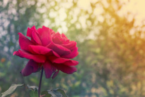 A photo shows a flower. This reflects concepts discussed in grief counseling in San Diego, CA with Headway Therapy.