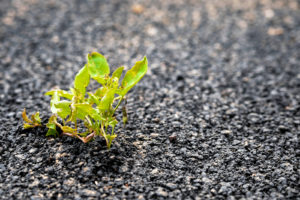 A plant is peaking through the pavement. This relates to concepts of therapy for women in Encinitas, CA. Headway is happy to serve women through online therapy in San Diego, CA, as well as online pregnancy counseling in California.